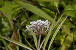 Swamp milkweed